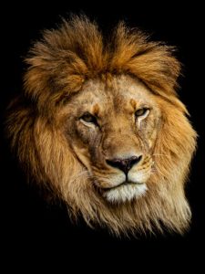 closeup-shot-lion-s-face-isolated-dark