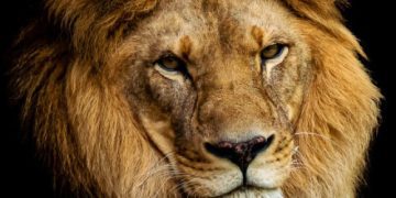 closeup-shot-lion-s-face-isolated-dark